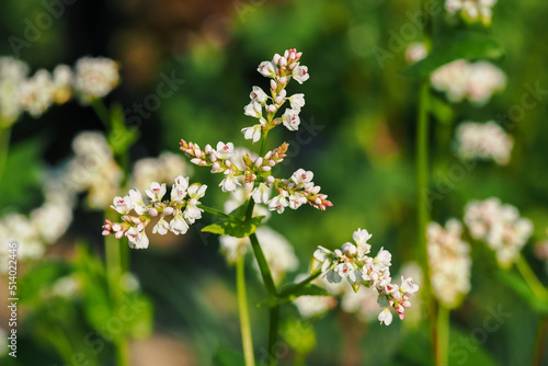Buckwheat blossom and fruits in nature.