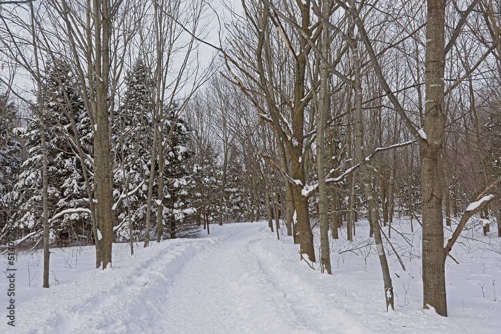 Winter forest in Mont Saint Bruno national park, Quebec, with pine trees covered in snow Winter forest in Mont Saint Bruno national park, Quebec, with pine trees covered in snow