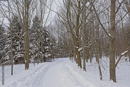  Winter forest in Mont Saint Bruno national park, Quebec, with pine trees covered in snow 