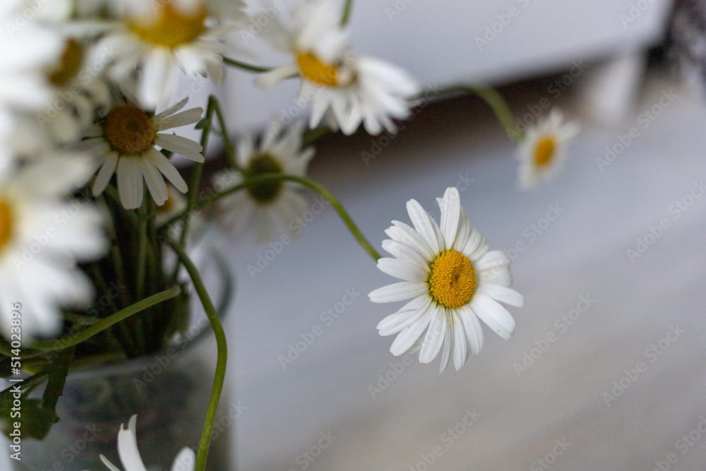 Obraz premium Bouquet of white daisies in a vase