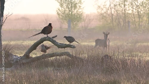 Pheasant cock sitting with several hens on dead tree trunk with roe deer in background in morning fog, north rhine westphalia, spring, (phasianus colchicus), germany
