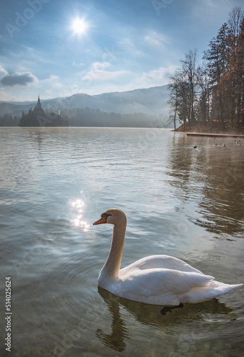 Swan and ducks at lake Bled in Slovenia