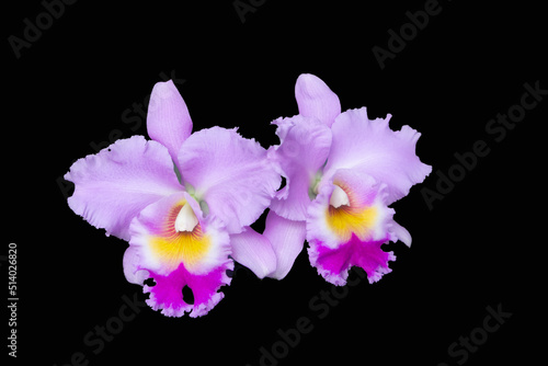 Pink cattleya orchid blossoms against a black background