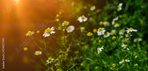 Fototapeta Naklejka Na Ścianę i Meble -  Spring meadow with chamomile flowers on beautiful background with sunshine and copy space