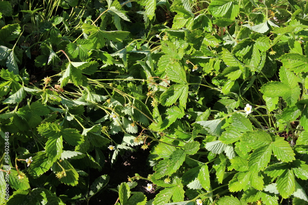 close up of growing green leaves, flowers and green berries of garden strawberry in sun light close up of growing green leaves, flowers and green berries of garden strawberry in sun light