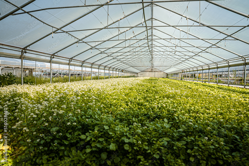 custom made wallpaper toronto digitalGreenhouse with growing biological flowers and plants. Glasshouse