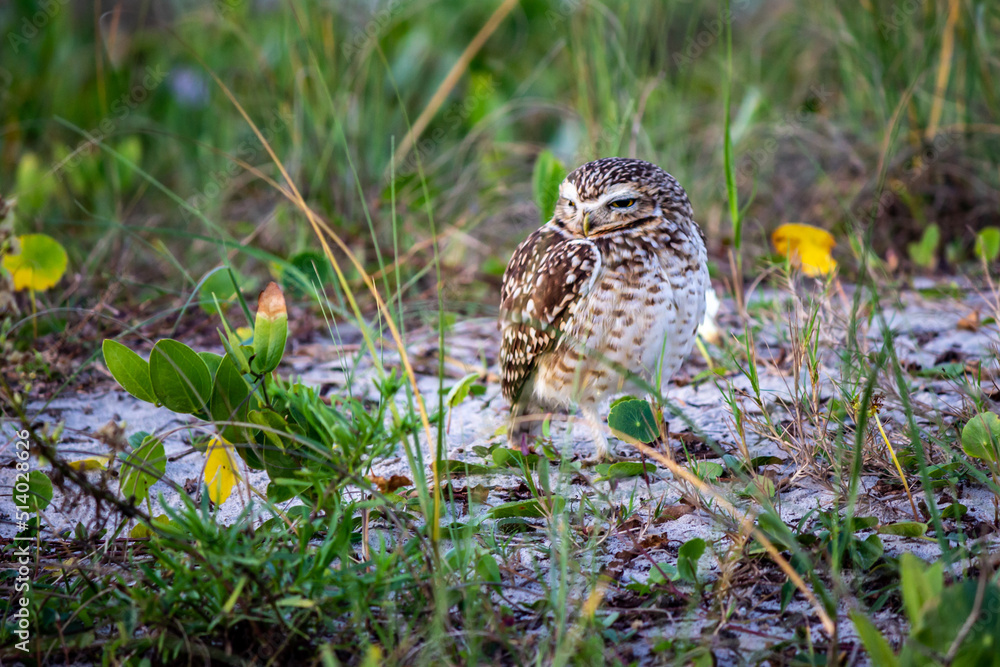 Fototapeta premium owl