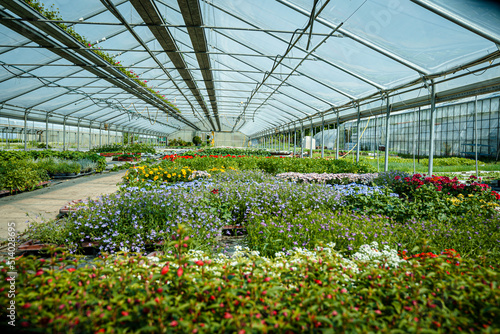 Greenhouse with growing biological flowers and plants. Glasshouse