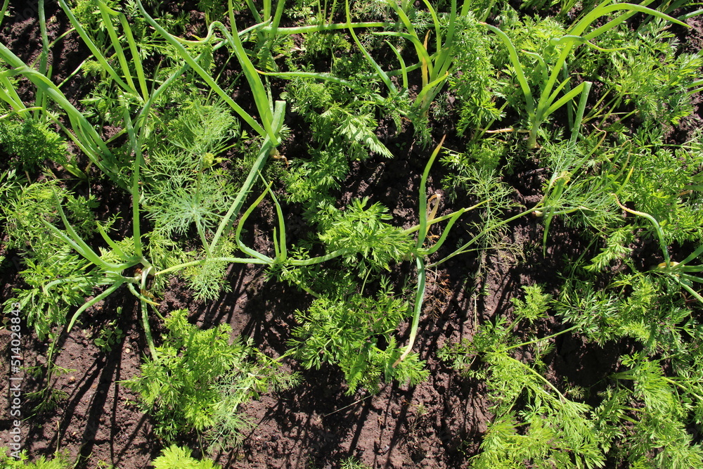 Dill plant grow in garden in sunny day Dill plant grow in garden in sunny day