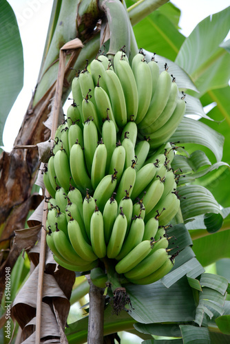 Unripe bananas are green on the banana plant.
