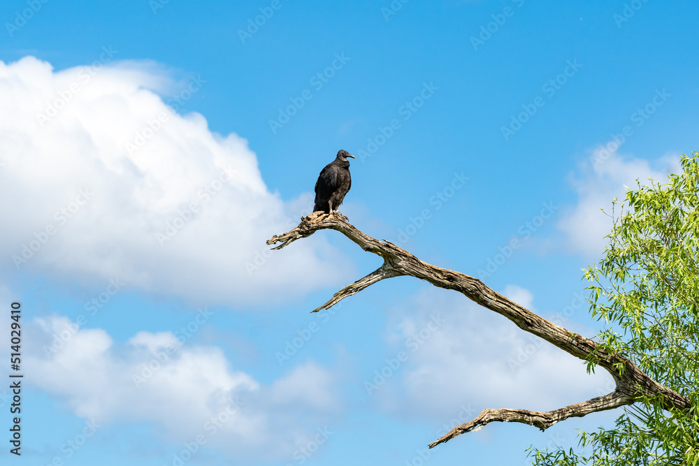 Black Vulture perched on tree limb at Orlando Wetlands Park in Cape Canaveral Florida. Black Vulture perched on tree limb at Orlando Wetlands Park in Cape Canaveral Florida.