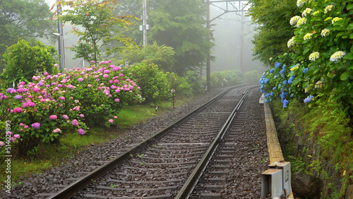 箱根 あじさい 登山鉄道