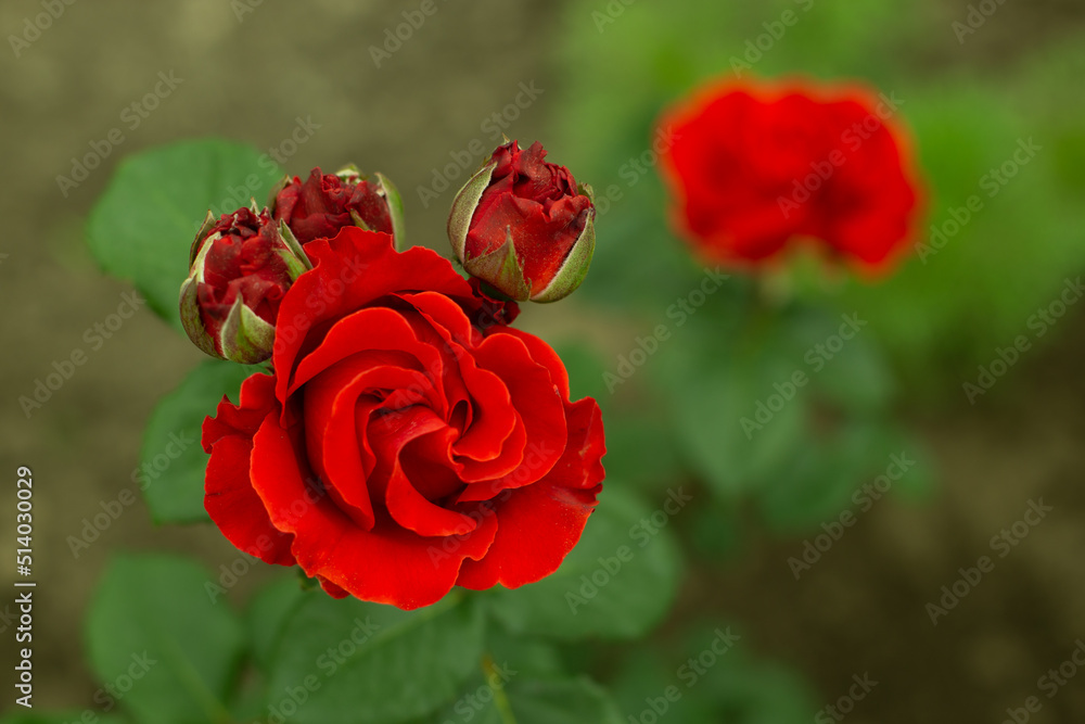 Delicate bright red rose in the garden. Delicate bright red rose in the garden.