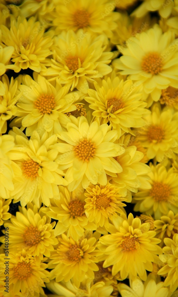 Yellow Background Very Cool Yellow Background Very Cool
