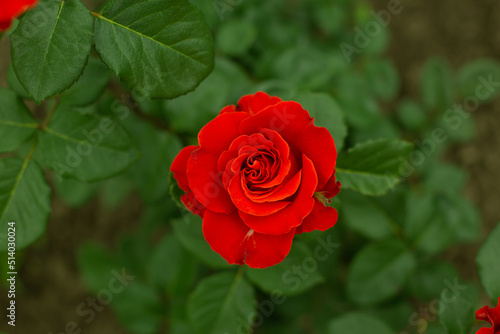 Beautiful delicate bright red rose in a garden