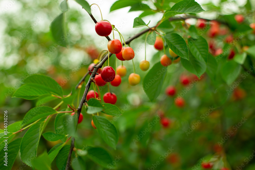 Red and yellow cherries on a tree branch among green leaves in the middle of summer