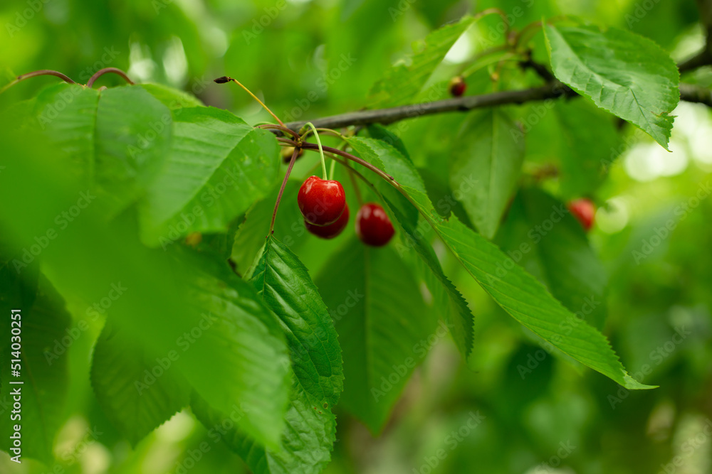 Red cherries among green leaves Red cherries among green leaves