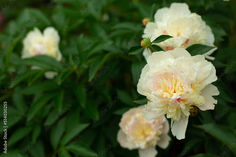 Blooming cream Peony Flower On Blurred Natural Green Background in garden. Pion. Peony bush. Spring, summer concept. Close up photo Blooming cream Peony Flower On Blurred Natural Green Background in garden. Pion. Peony bush. Spring, summer concept. Close up photo
