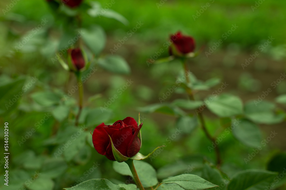 Blooming red rose in the garden on a dark natural background.