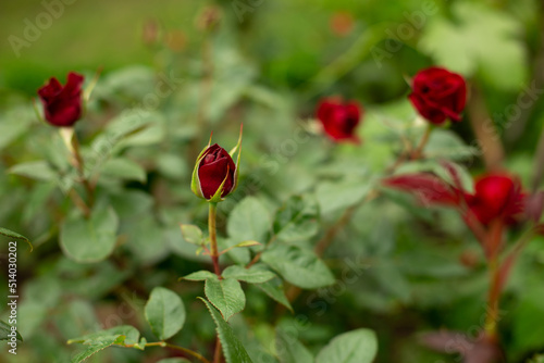 Unopened bud of burgundy rose on a background of green leaves