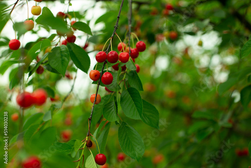 Yellow and red berries of cherry among green leaves