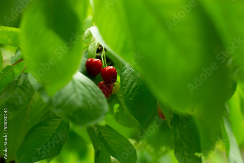 Three red cherries are hidden in a green leaf.