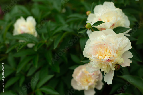 Blooming cream Peony Flower On Blurred Natural Green Background in garden. Pion. Peony bush. Spring, summer concept. Close up photo © Larysa