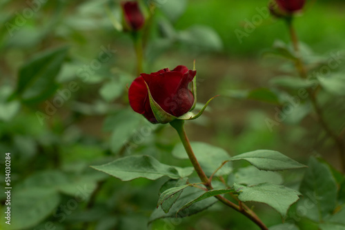 Blooming red rose in the garden on a dark natural background. Close-up.