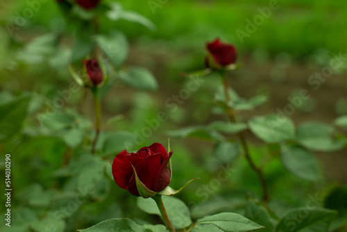 Blooming red rose in the garden on a dark natural background.