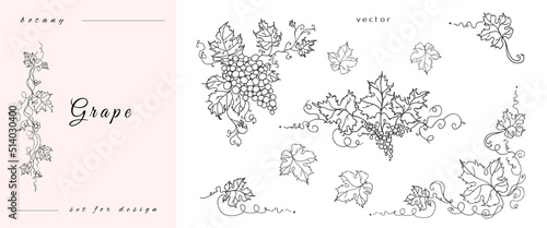 Handmade grapes, berries. of leaves and branches. Vines close-up, leaves, berries. Vintage engraving for designer wine. Black and white pictures on a white background.