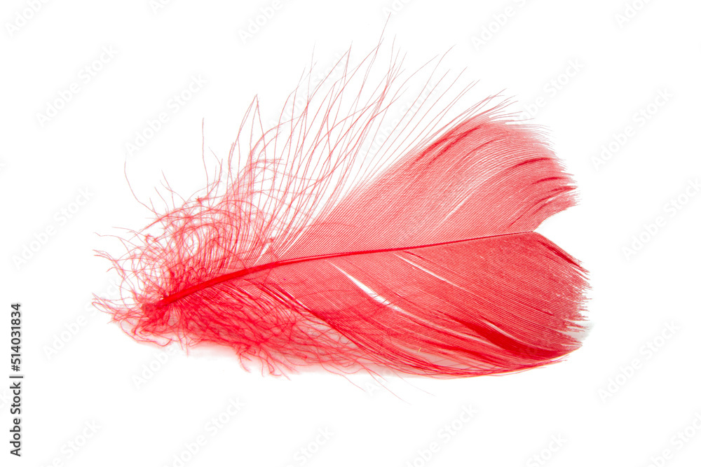 Elegant feather fluffy soft isolated on the white background Elegant feather fluffy soft isolated on the white background