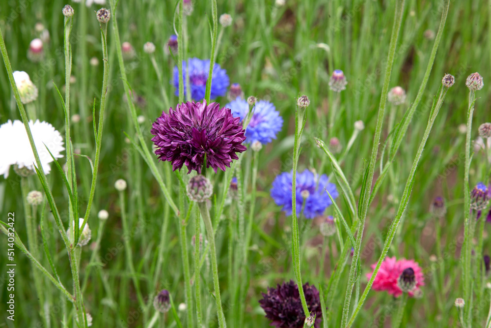 Multi coloured cornflowers growing in a field
Multi coloured cornflowers growing in a field