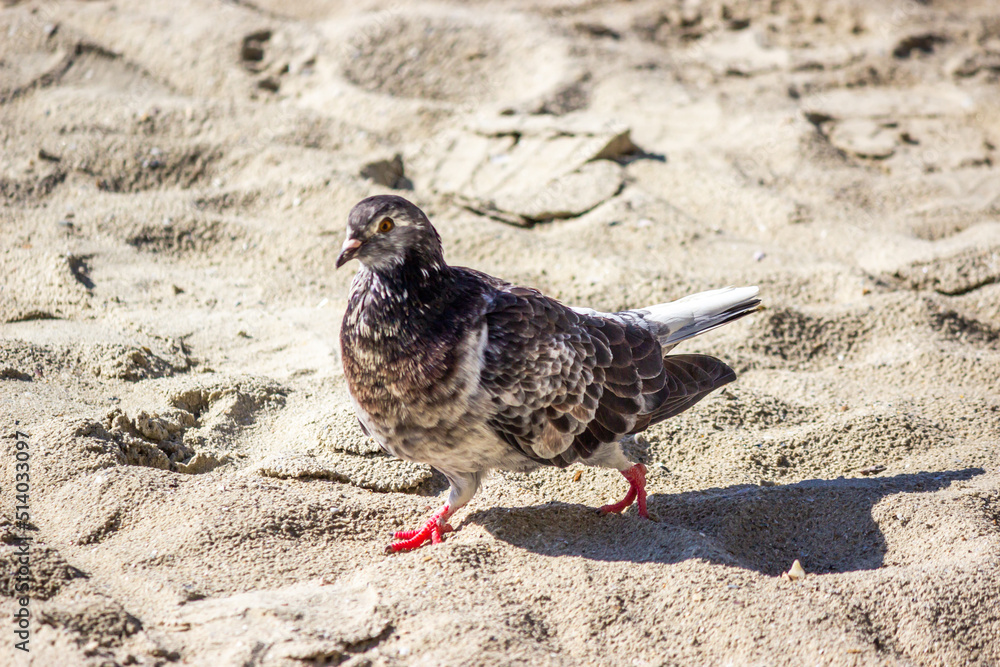 Obraz premium dove