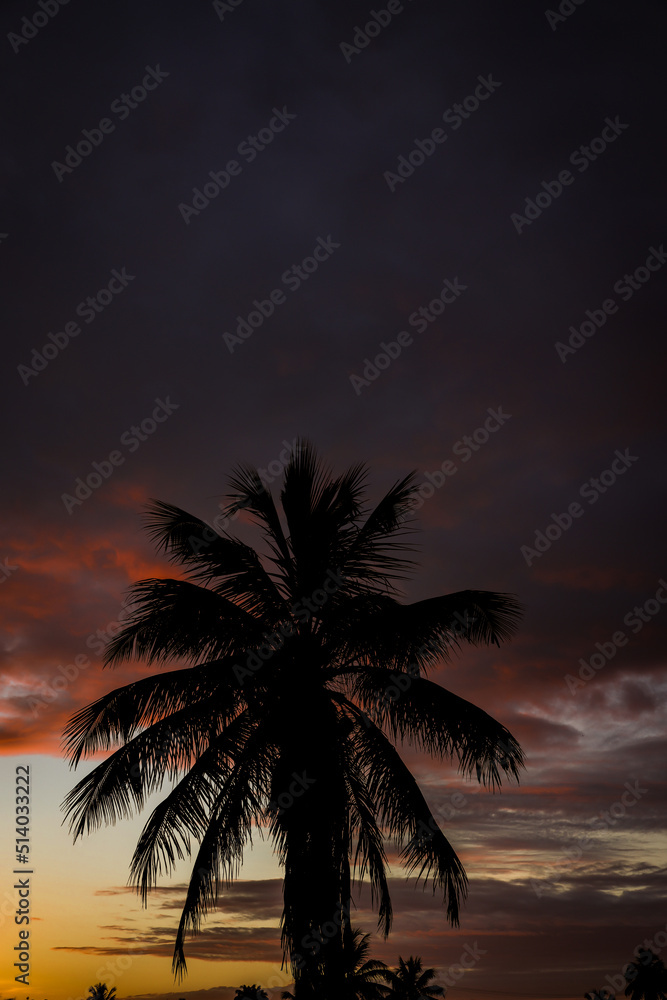 Silhouette of a palm tree with sunset clouds. Beach image.