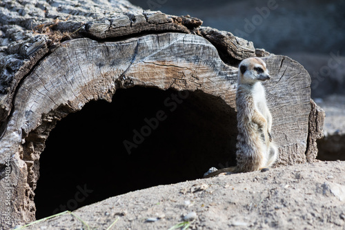 An alert meerkat standing in front of his burrow