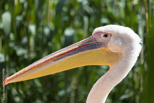 Close-up of a white pelican's colorful head against a blurred background