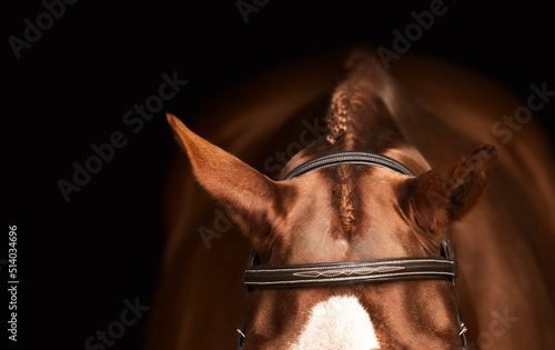 Ears of a horse in an English bridle 