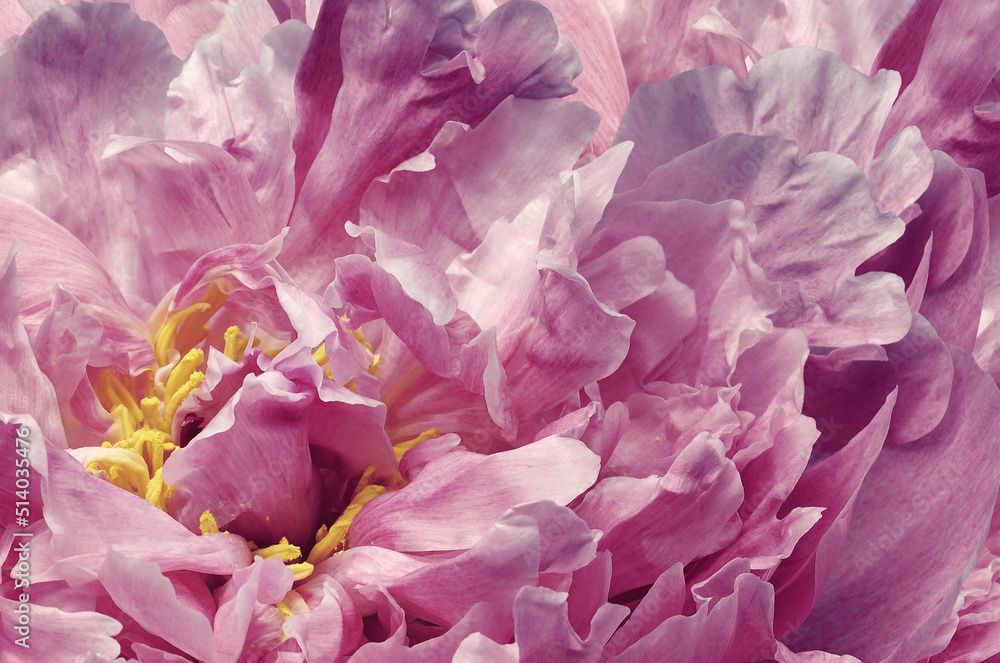 Peony  purple  flower. Flowers and petals peony. Floral  background. Macro.  Nature.