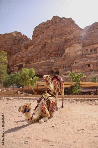 Camels in Petra in Jordan Desert  © Annie T. 
