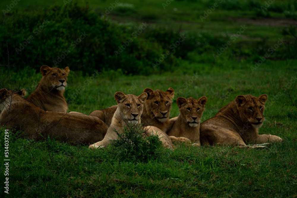 lion pack sitting in african serengeti 