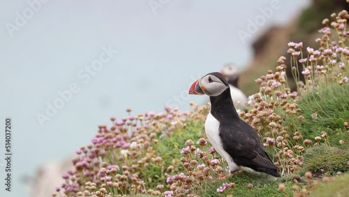 Atlantic Puffin Getting Startled by Other Puffins and Making Itself Bigger, Ireland
