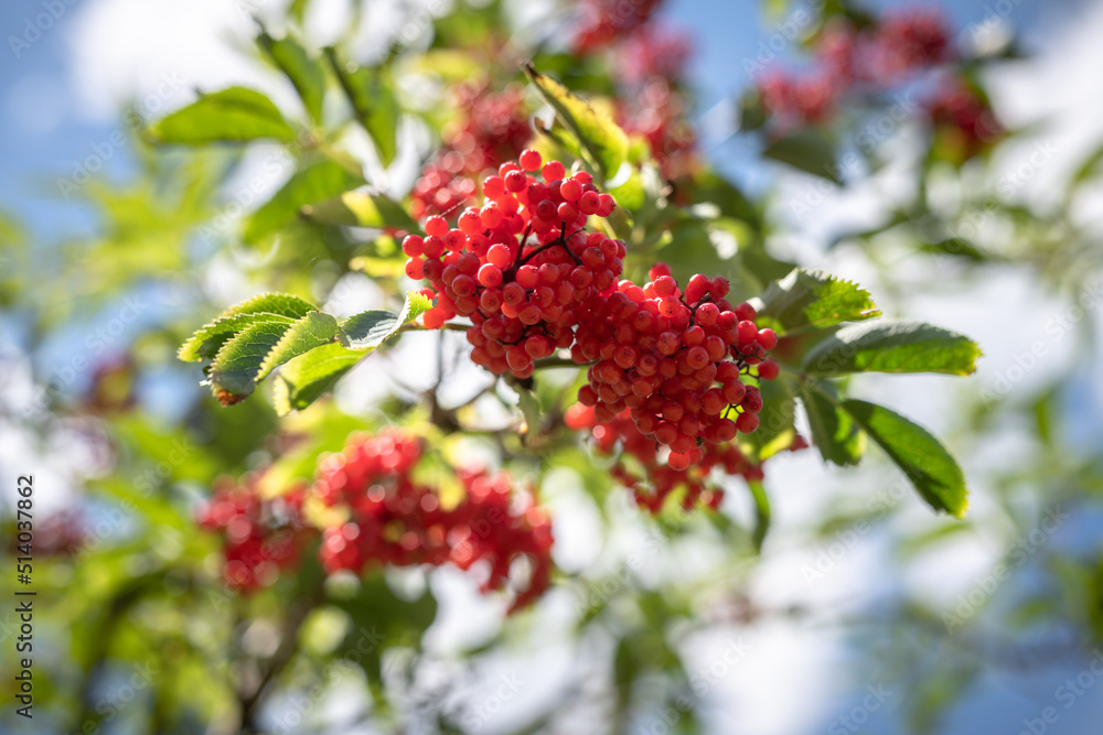 close-up red elderberry fruit growing