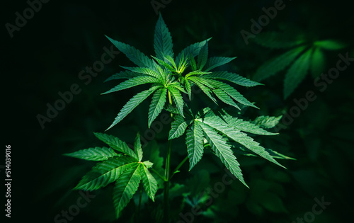 Bush of medicinal marijuana on a dark background.