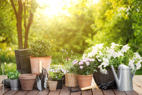 Fototapeta Naklejka Na Ścianę i Meble -  Different potted flowers, herbs, gardening equipment on green garden trees background. Hobby concept with plants, flowerpots on wooden deck terrace on sunny garden. Floral design for house decoration