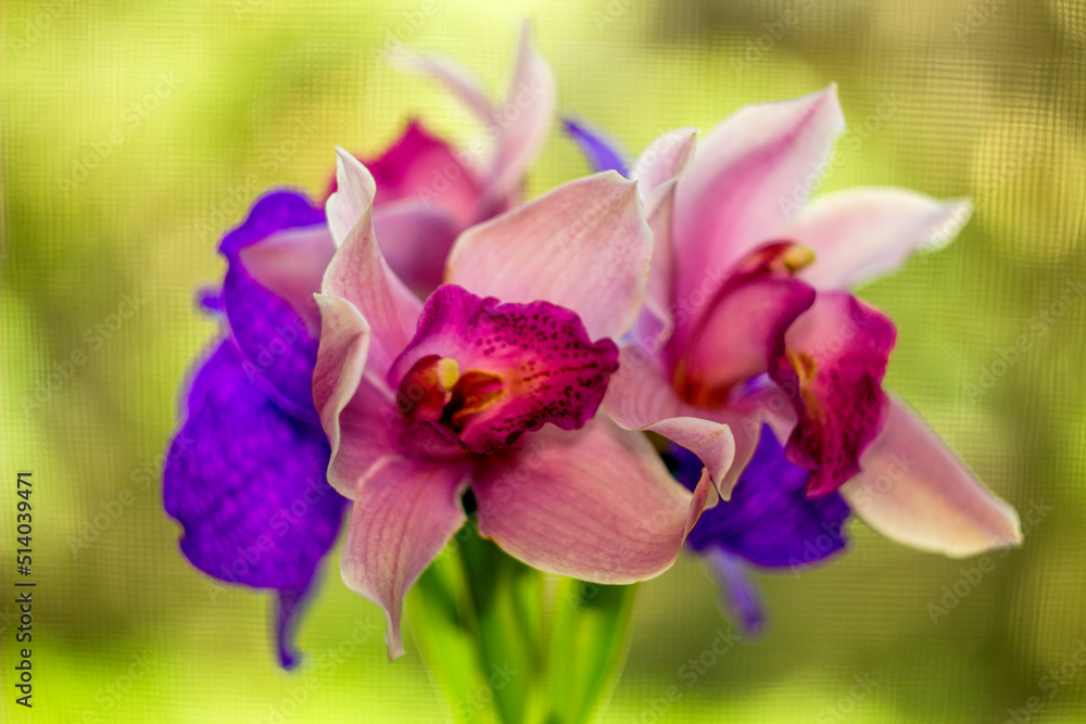 a blossoming heads of pink and blue orchids flowers (ophalaenopsis) a blossoming heads of pink and blue orchids flowers (ophalaenopsis)