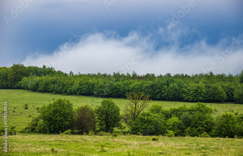 a wide green meadow
