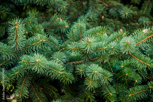 close-up a needles of fir tree (Abies alba)