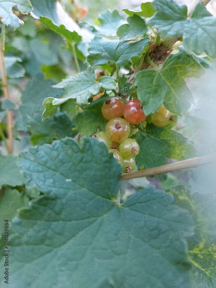 Fototapeta premium apples on a bush