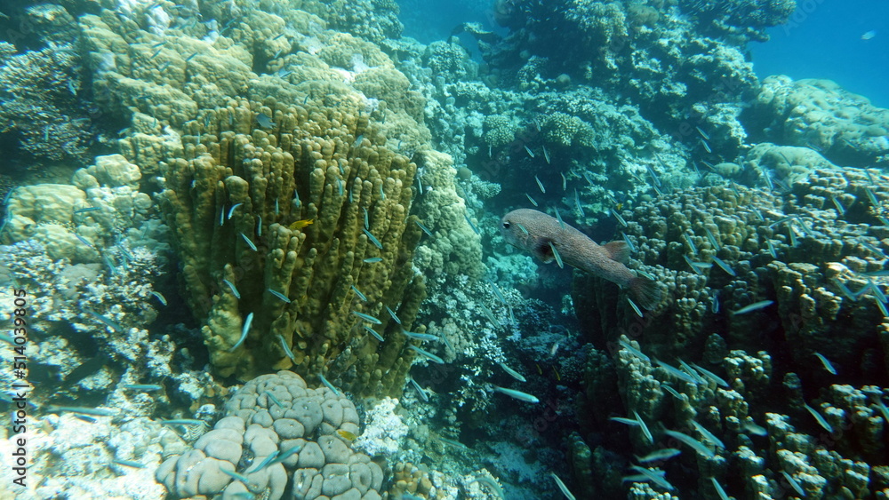 Fototapeta premium Beautiful coral reefs of the Red Sea.