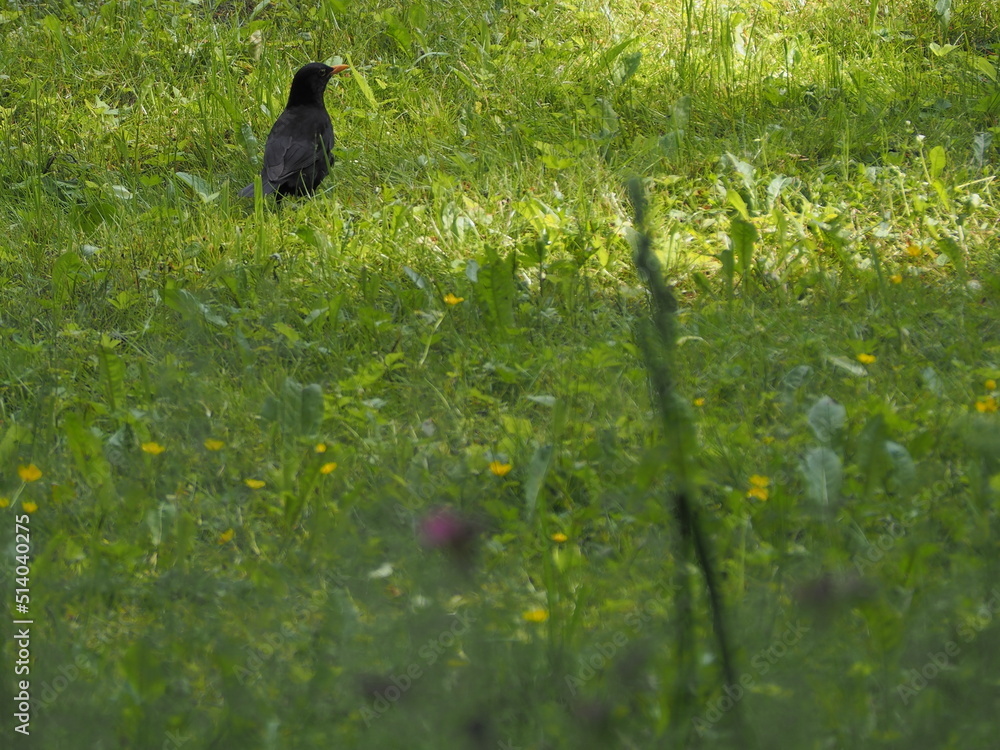Fototapeta premium blackbird in the grass